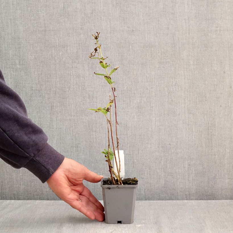 Phlox paniculata The King 8/9 cm pot sample as delivered in autumn