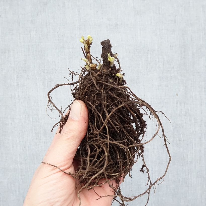 Phlox paniculata Twister Bare root sample as delivered in winter