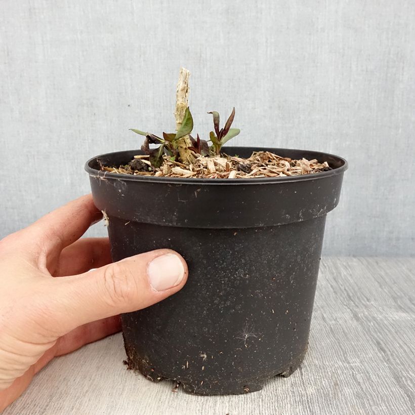 Phlox paniculata Uspech 2L/3L pot sample as delivered in spring