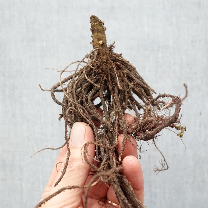Phlox paniculata Windsor Bare root sample as delivered in winter