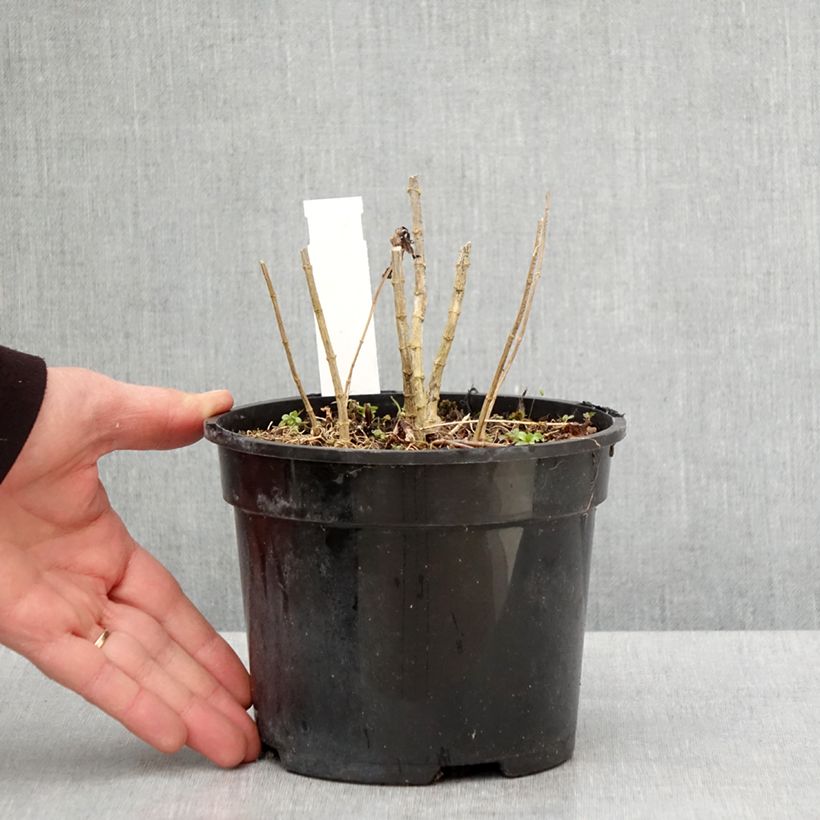 Phlox paniculata Younique Cerise 2L/3L pot sample as delivered in spring