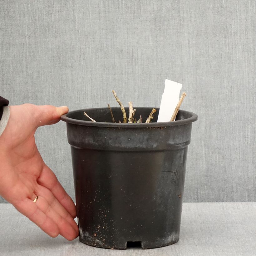 Phlox paniculata Younique Old Pink 2L/3L pot sample as delivered in spring