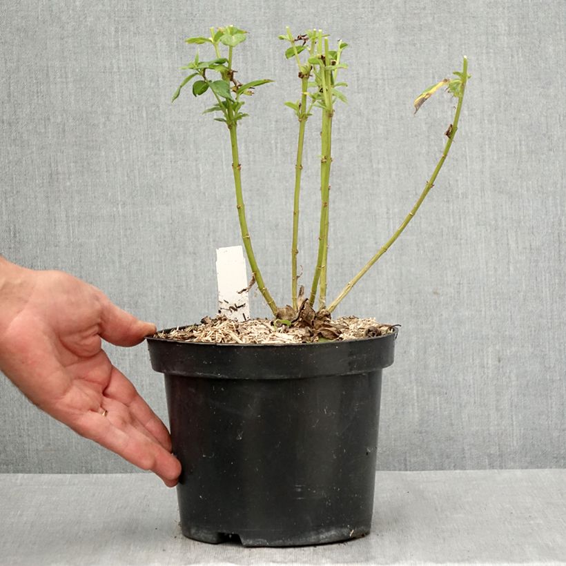 Phlox paniculata Younique Old Purple 2L/3L pot sample as delivered in autumn