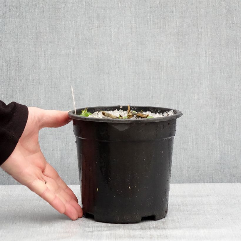 Phlox paniculata Younique Old Purple 2L/3L pot sample as delivered in winter