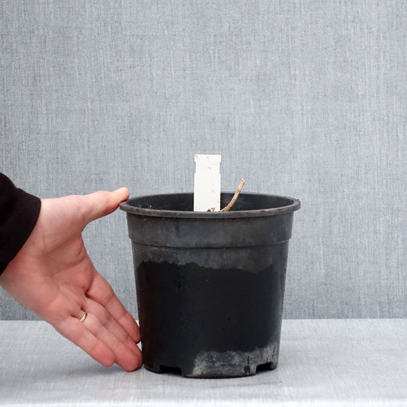 Phlox paniculata Younique Orange 2L/3L pot sample as delivered in winter