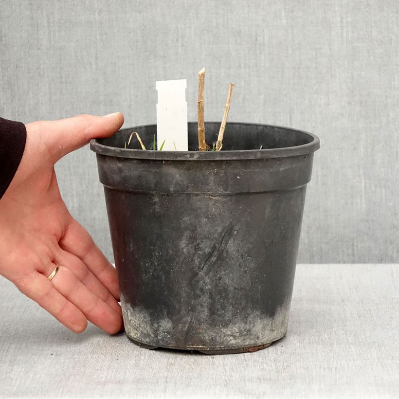 Phlox paniculata Younique Orange 2L/3L pot sample as delivered in spring