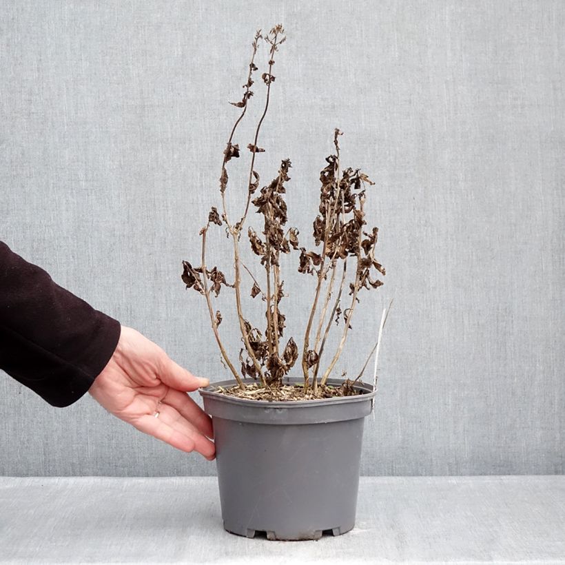 Phlox paniculata Younique Red 2L/3L pot sample as delivered in winter