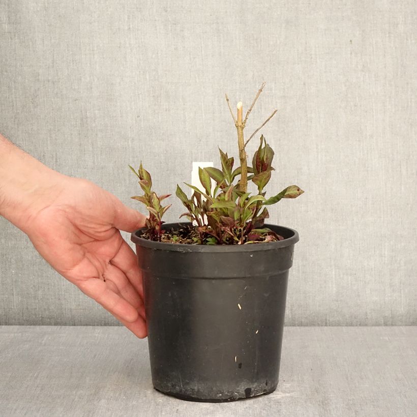 Phlox paniculata Younique Red 2L/3L pot sample as delivered in spring