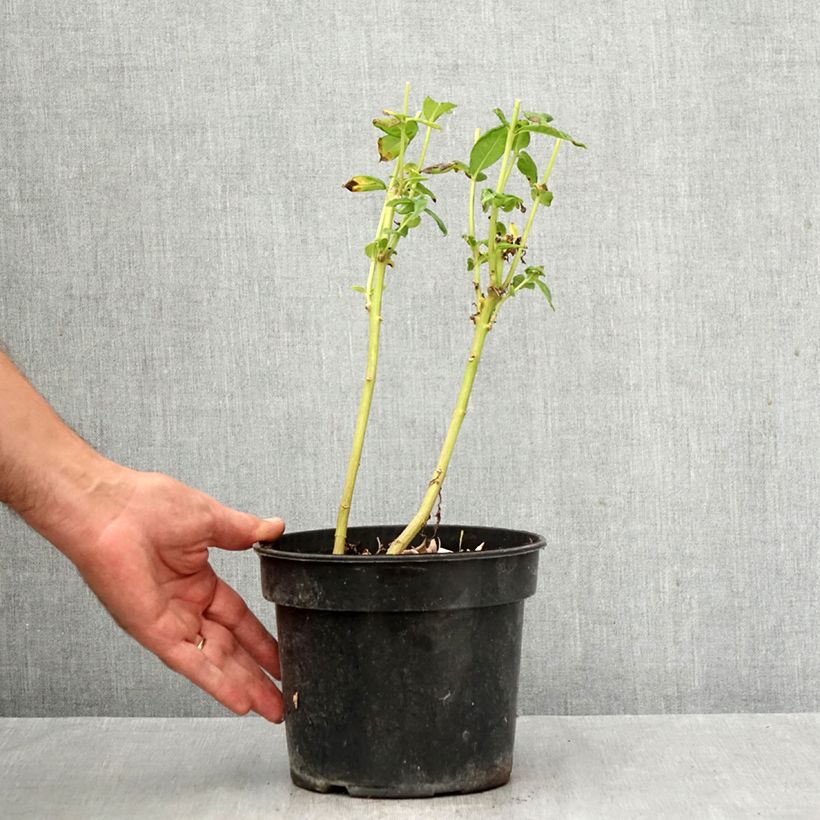 Phlox paniculata Younique White 2L/3L pot sample as delivered in autumn