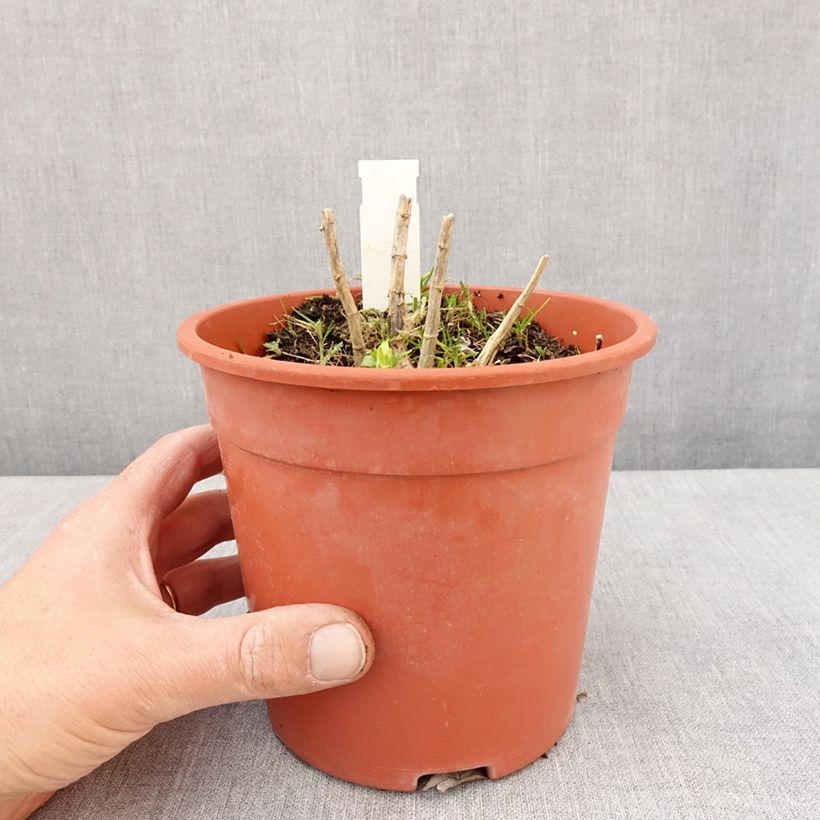 Phlox paniculata Younique White 2L/3L pot sample as delivered in spring