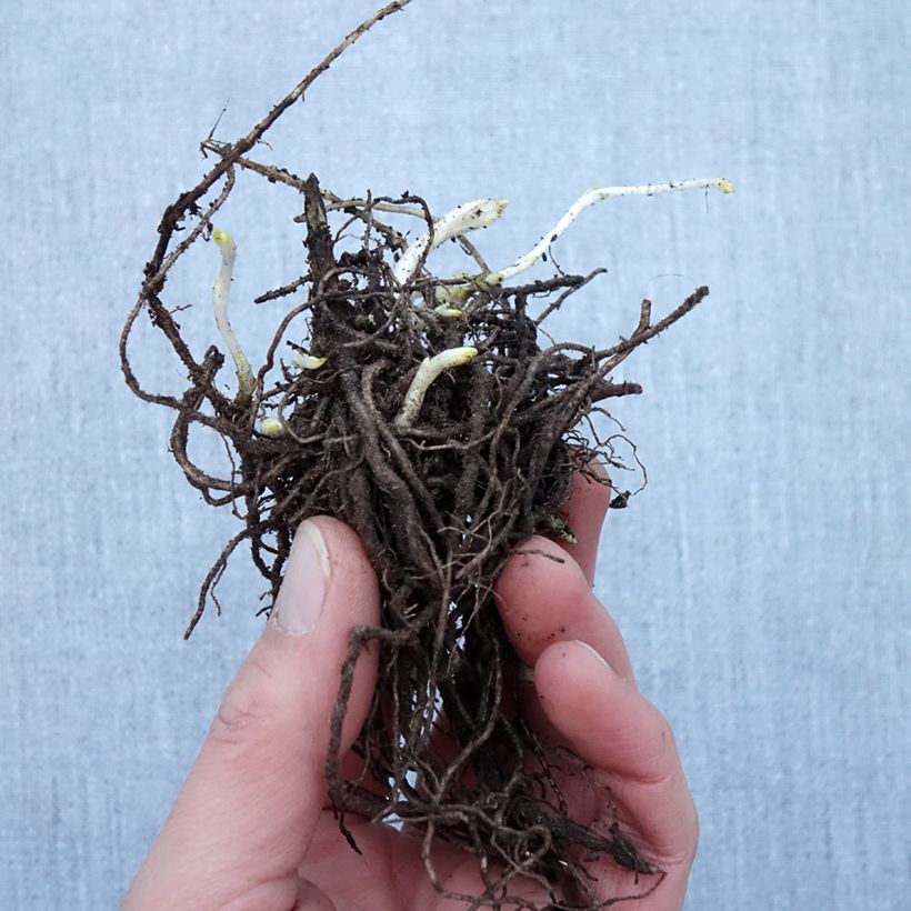 Phlox paniculata Younique White Bare root sample as delivered in winter