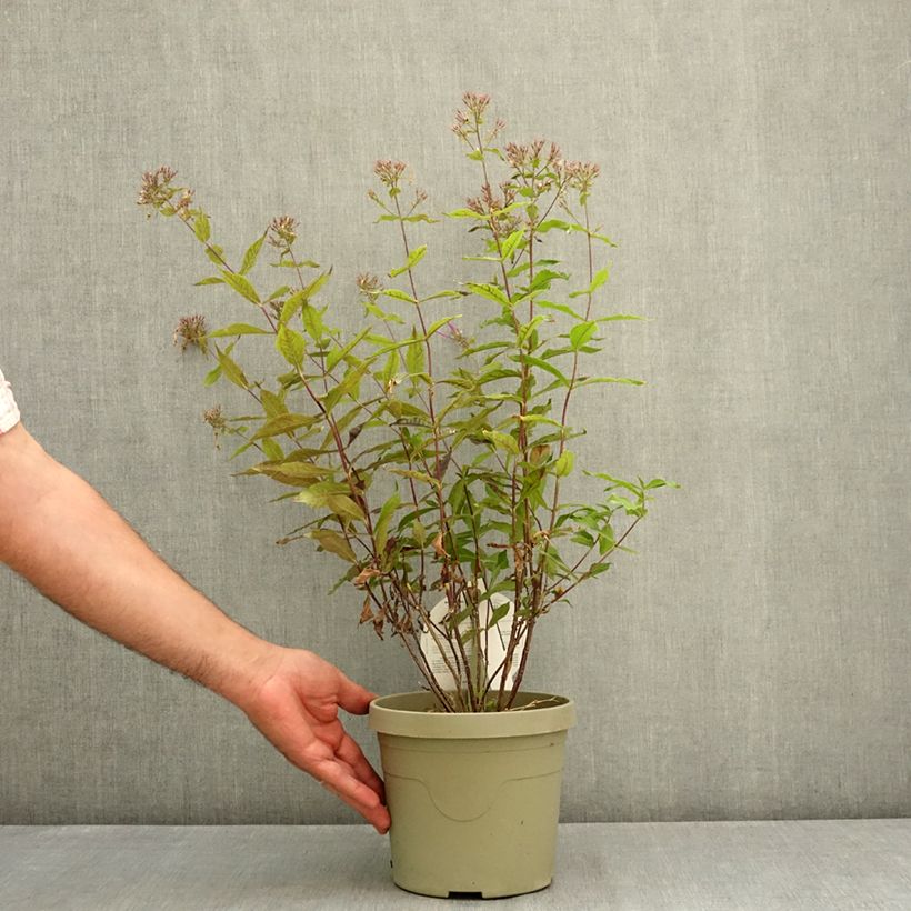 Phlox paniculata Koningin Paola 3L/4L pot sample as delivered in summer