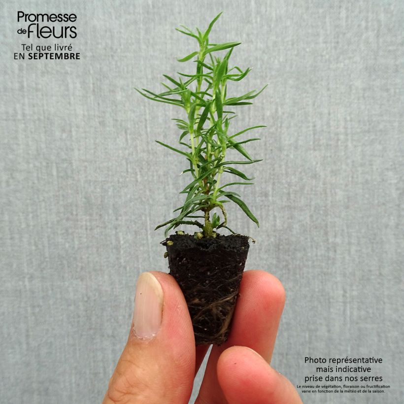 Phlox subulata Atropurpurea Plug plant 3/4cm sample as delivered in autumn