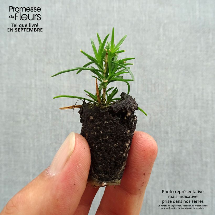 Phlox subulata Cushion Blue Plug plant 3/4cm sample as delivered in autumn