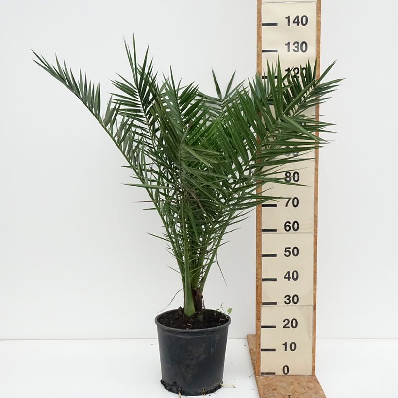 Phoenix canariensis - Canary Island Date Palm 7.5L/10L pot sample as delivered in autumn