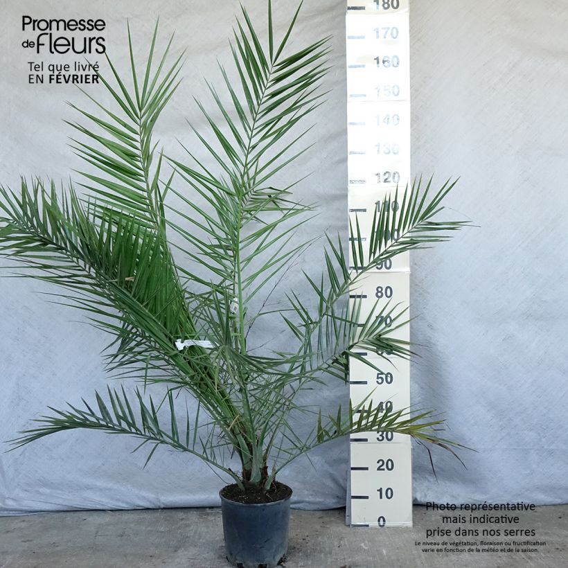 Phoenix canariensis - Canary Island Date Palm 6L/7L pot sample as delivered in winter