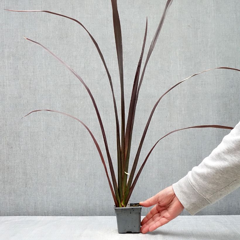 Phormium tenax Black Velvet 8/9 cm pot sample as delivered in spring