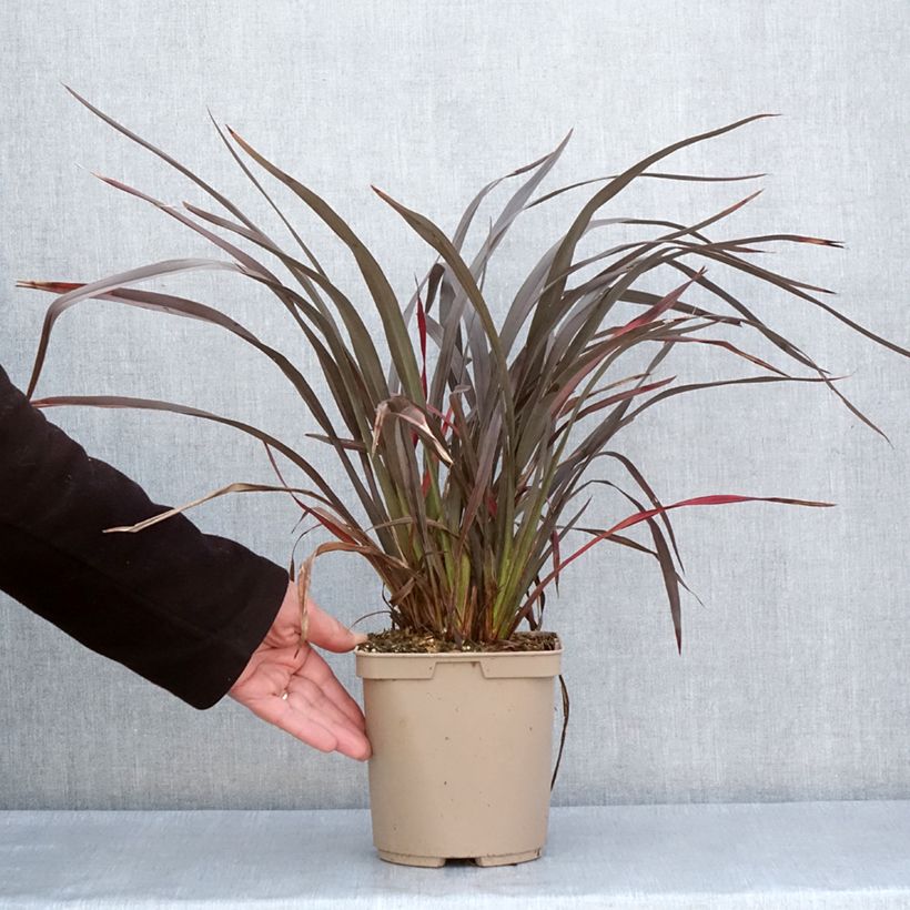 Phormium tenaChocomint - New Zealand Flax 3L/4L pot sample as delivered in spring