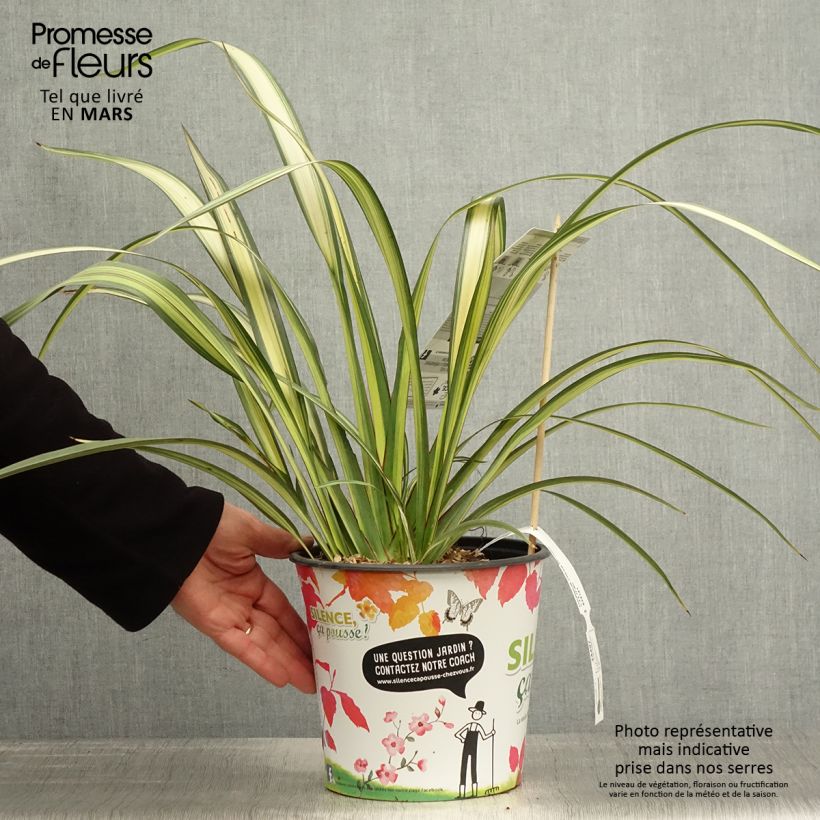 Phormium cookianum subsp. hookeri Cream Delight 4L/5L pot sample as delivered in spring