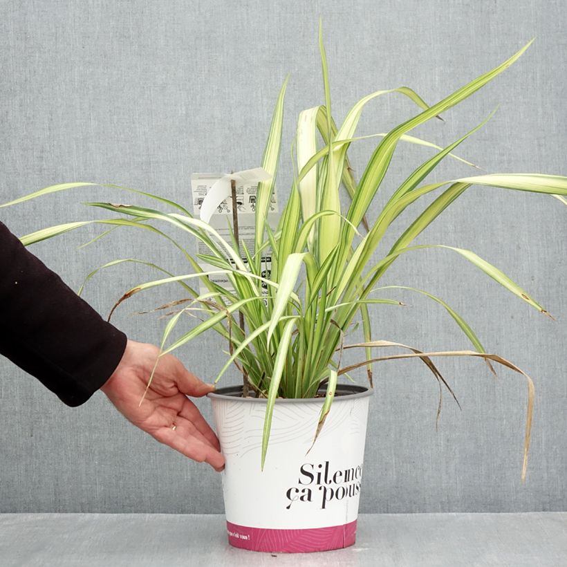 Phormium cookianum subsp. hookeri Cream Delight 4L/5L pot sample as delivered in autumn