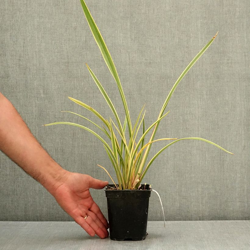Phormium tenax Duet - Flax lily 1.5L/2L pot sample as delivered in summer