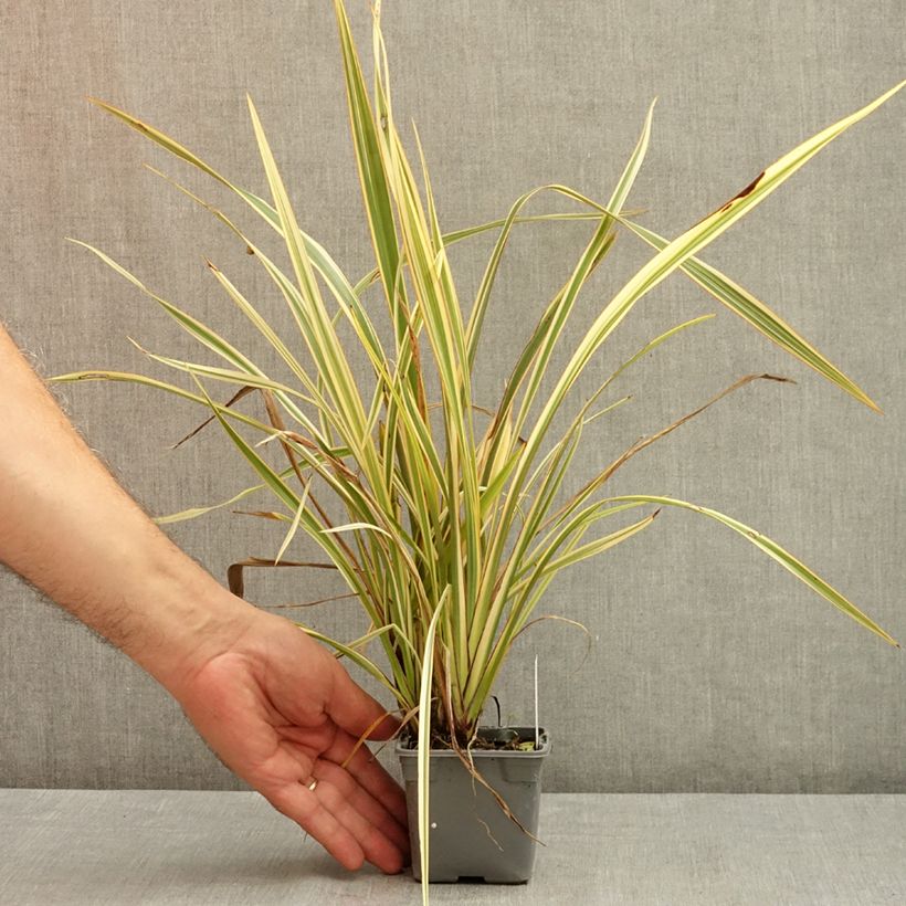 Phormium Golden Ray - New Zealand Flax 8/9 cm pot sample as delivered in summer