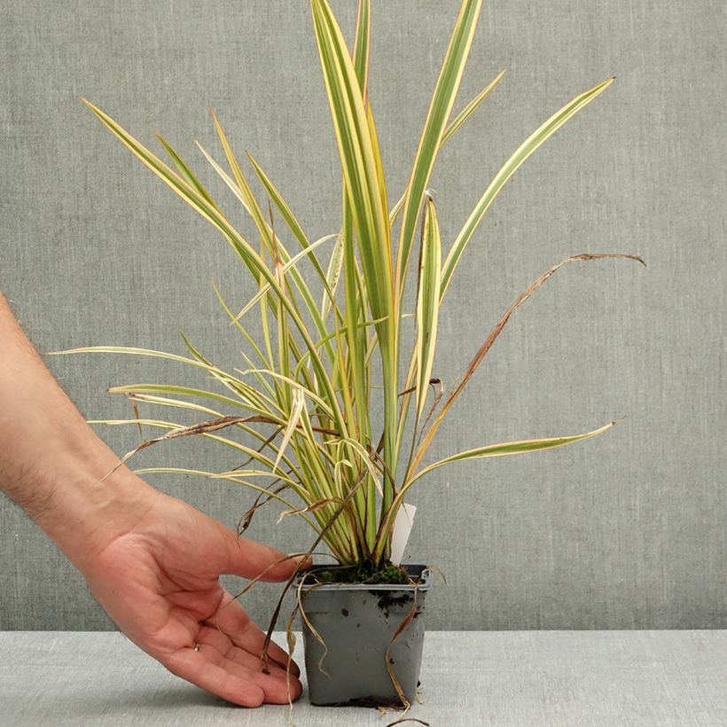 Phormium Golden Ray - New Zealand Flax 8/9 cm pot sample as delivered in spring