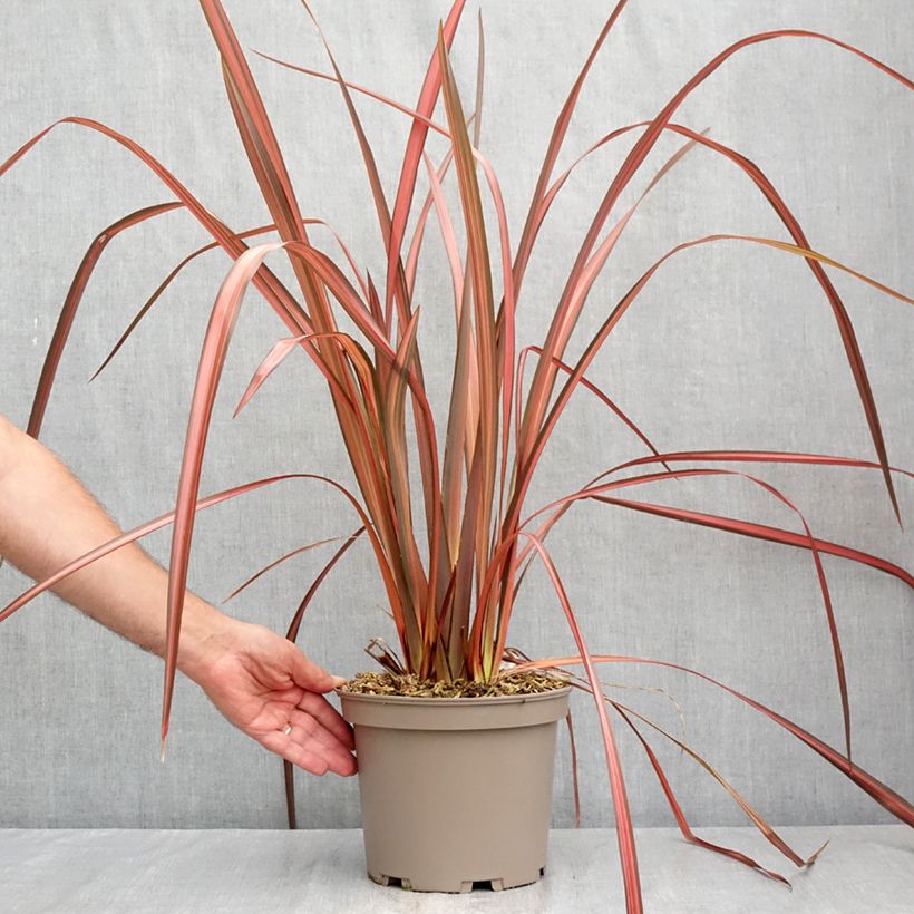 Phormium  tenax Margaret Jones 4L/5L pot sample as delivered in summer