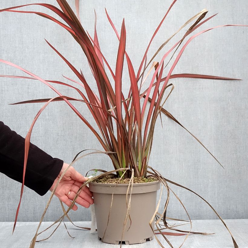 Phormium  tenax Margaret Jones 4L/5L pot sample as delivered in winter