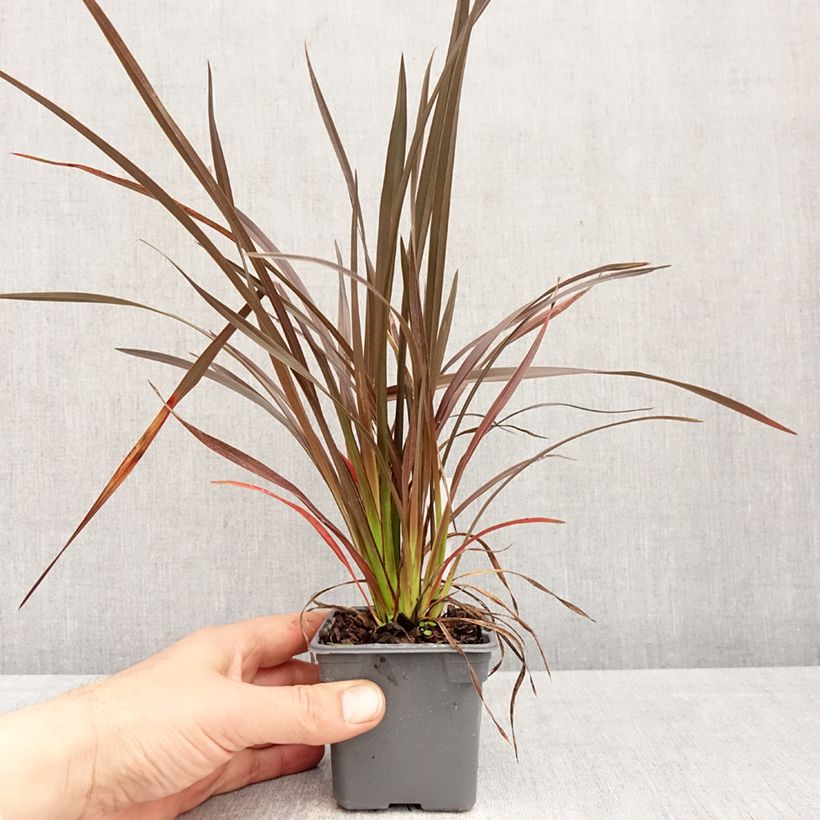 Phormium Platts Black 8/9 cm pot sample as delivered in spring