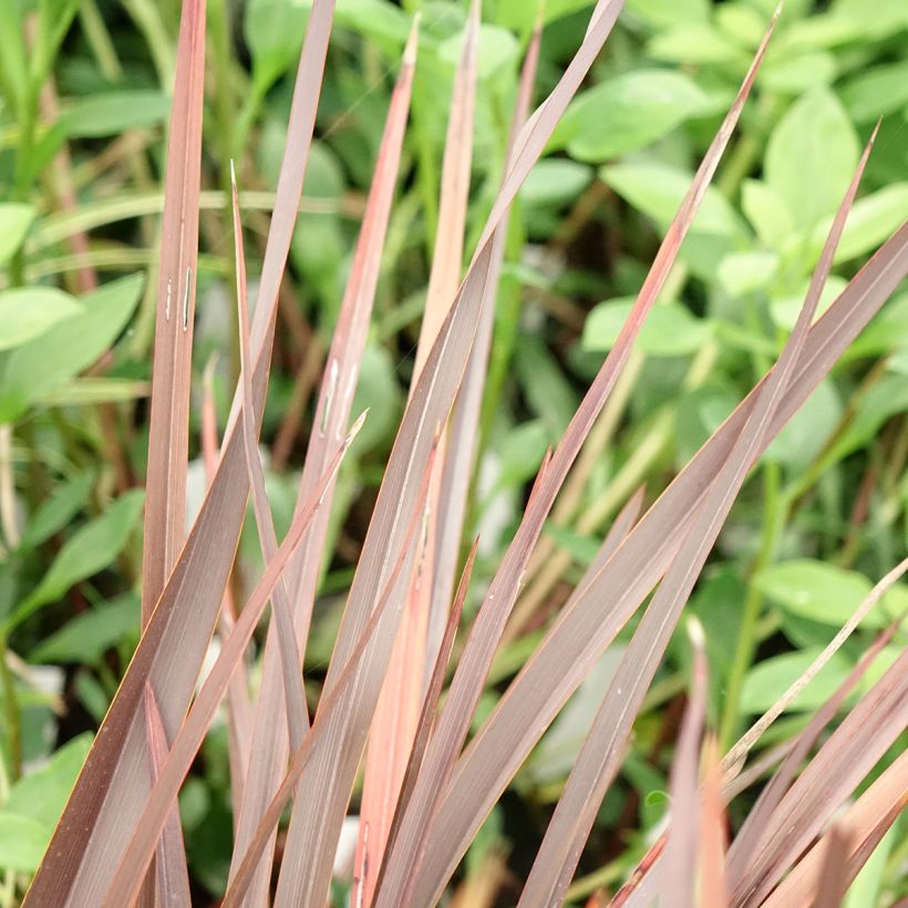 Phormium Platts Black (Foliage)