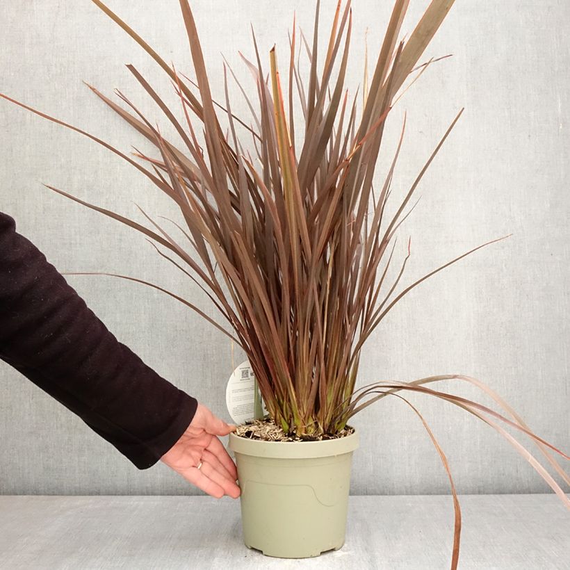 Phormium Platts Black 3L/4L pot sample as delivered in spring