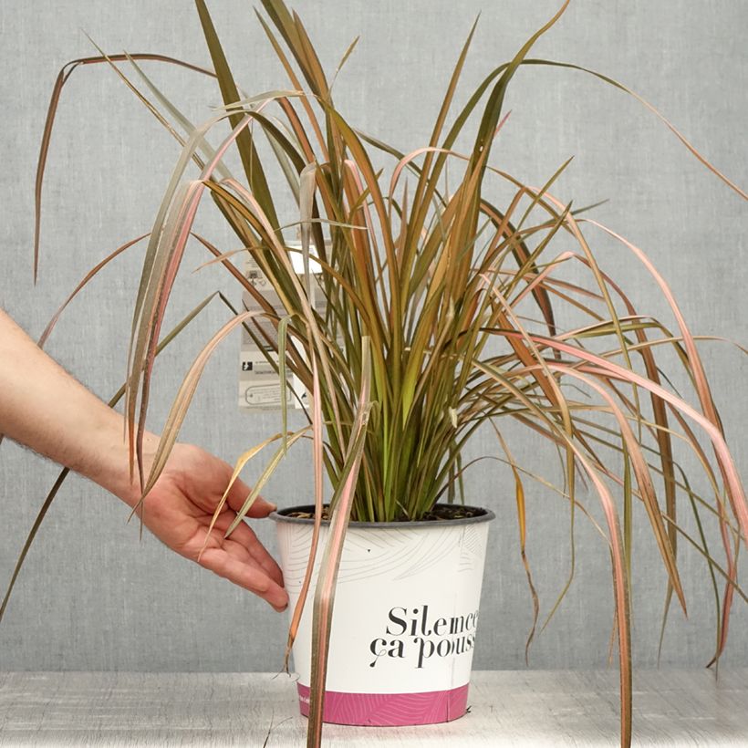 Phormium tenax Rainbow Maiden - New Zealand Flax 3L/4L pot sample as delivered in spring