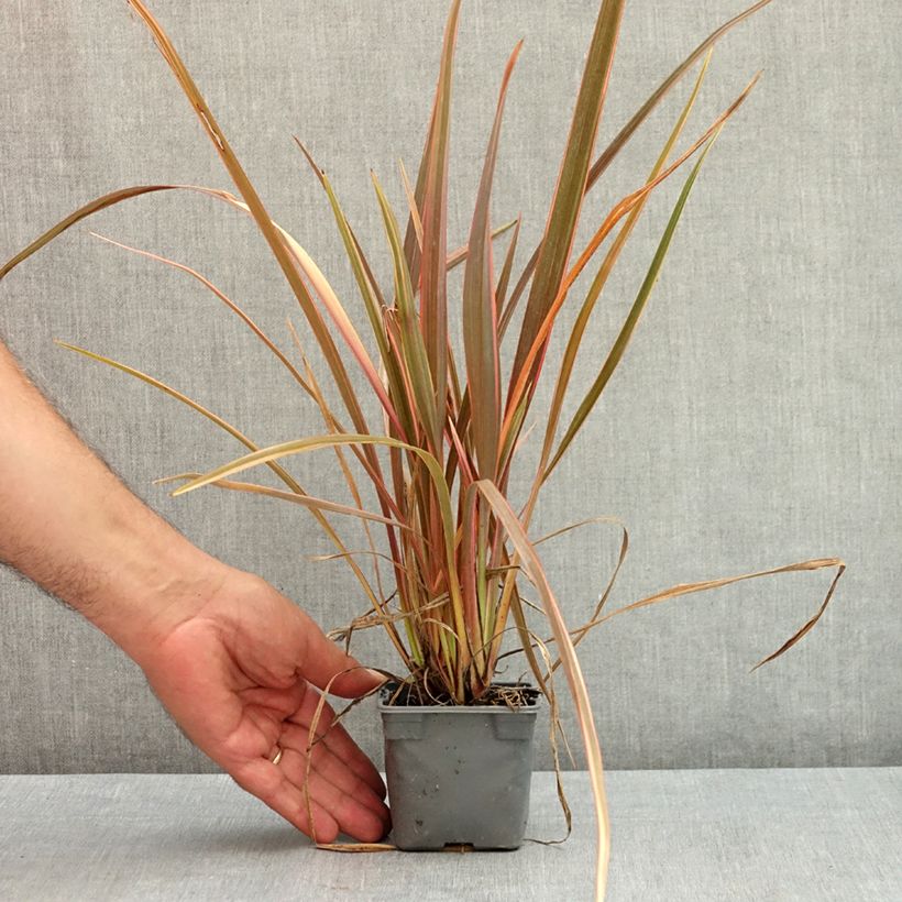 Phormium tenax Rainbow Queen - New Zealand Flax 8/9 cm pot sample as delivered in summer