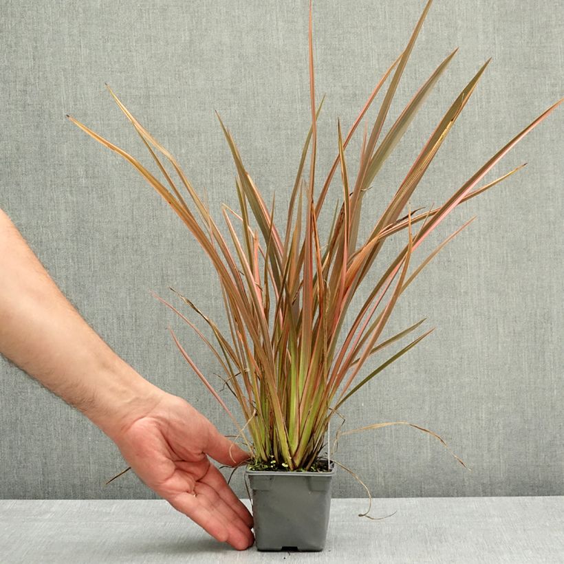 Phormium tenax Rainbow Queen - New Zealand Flax 8/9 cm pot sample as delivered in spring