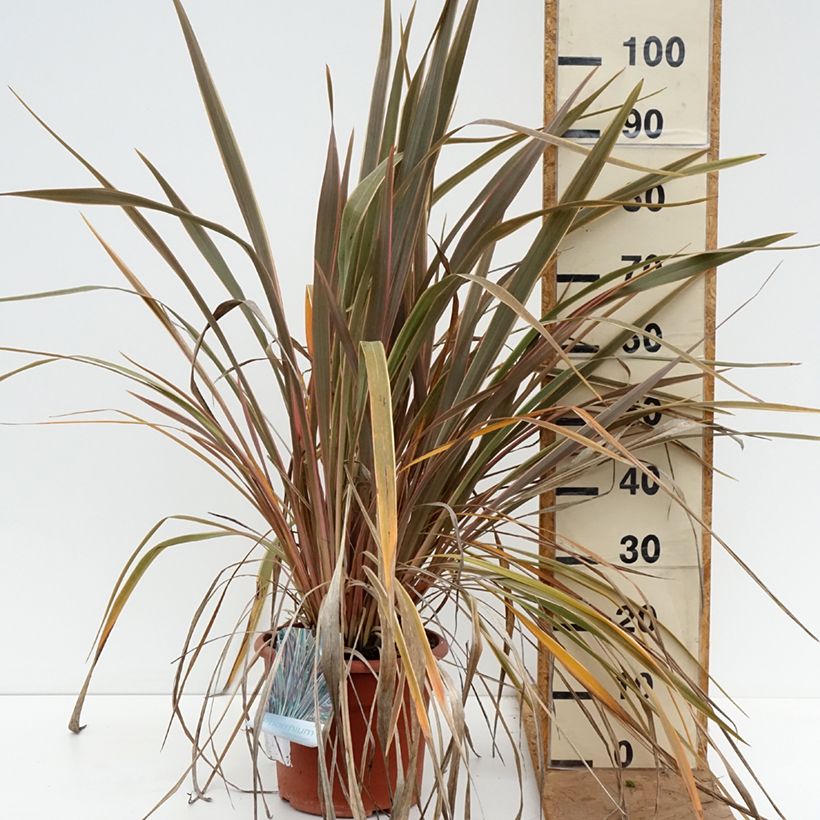 Phormium tenax Rainbow Queen - New Zealand Flax 7.5L/10L pot sample as delivered in autumn