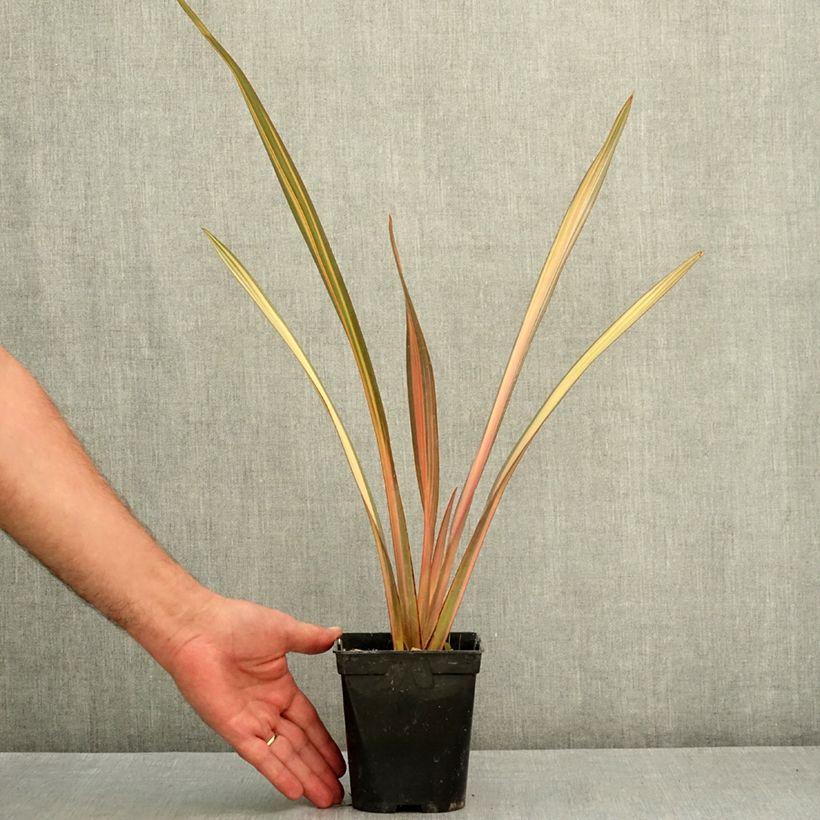 Phormium tenax Rainbow Sunrise - New Zealand Flax 1.5L/2L pot sample as delivered in summer