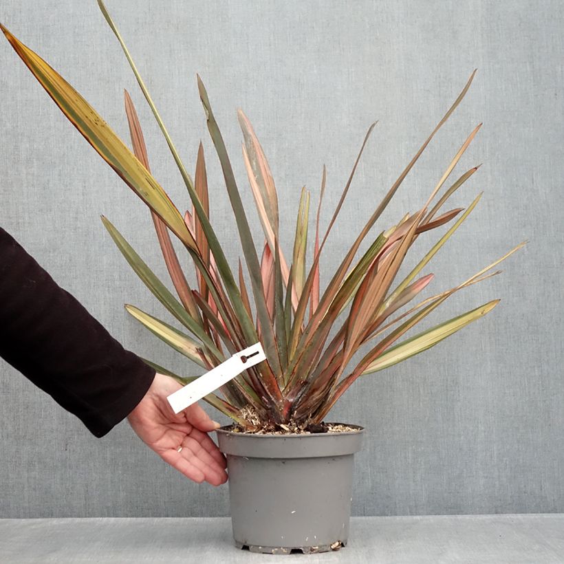 Phormium tenax Rainbow Sunrise - New Zealand Flax 3L/4L pot sample as delivered in autumn