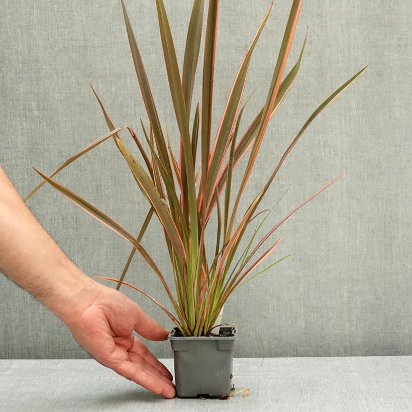 Phormium tenax Sundowner - New Zealand Flax 8/9 cm pot sample as delivered in spring