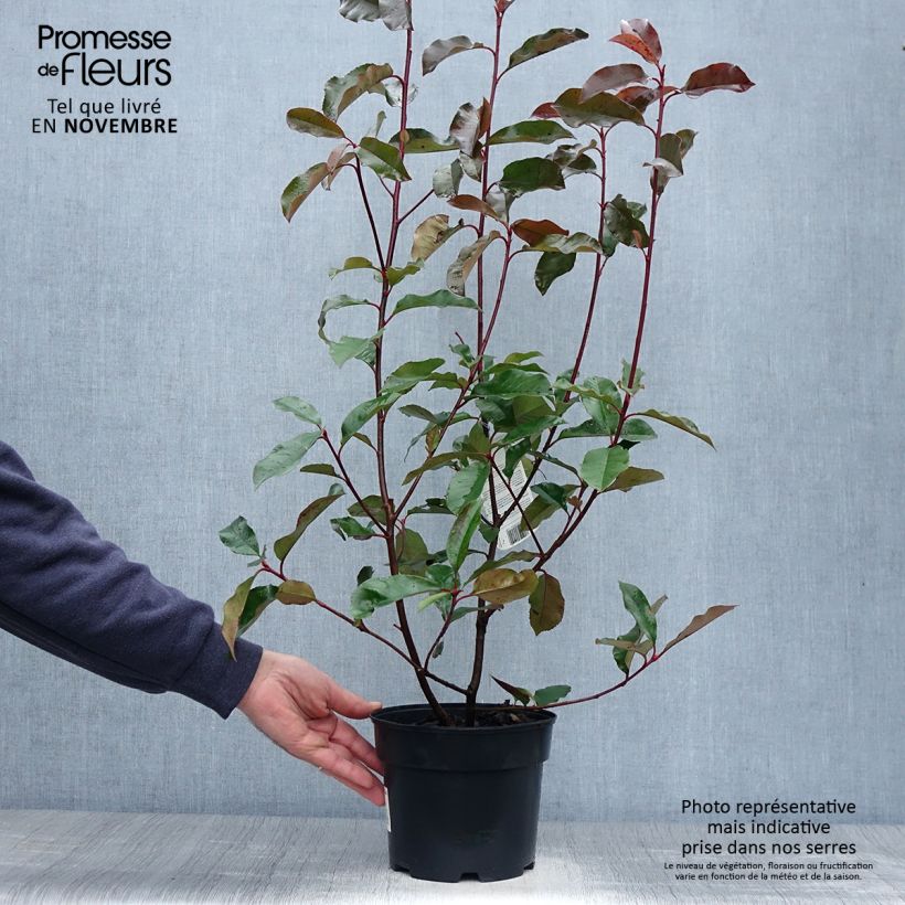 Photinia fraseri Camilvy - Christmas Berry 2L/3L pot sample as delivered in autumn