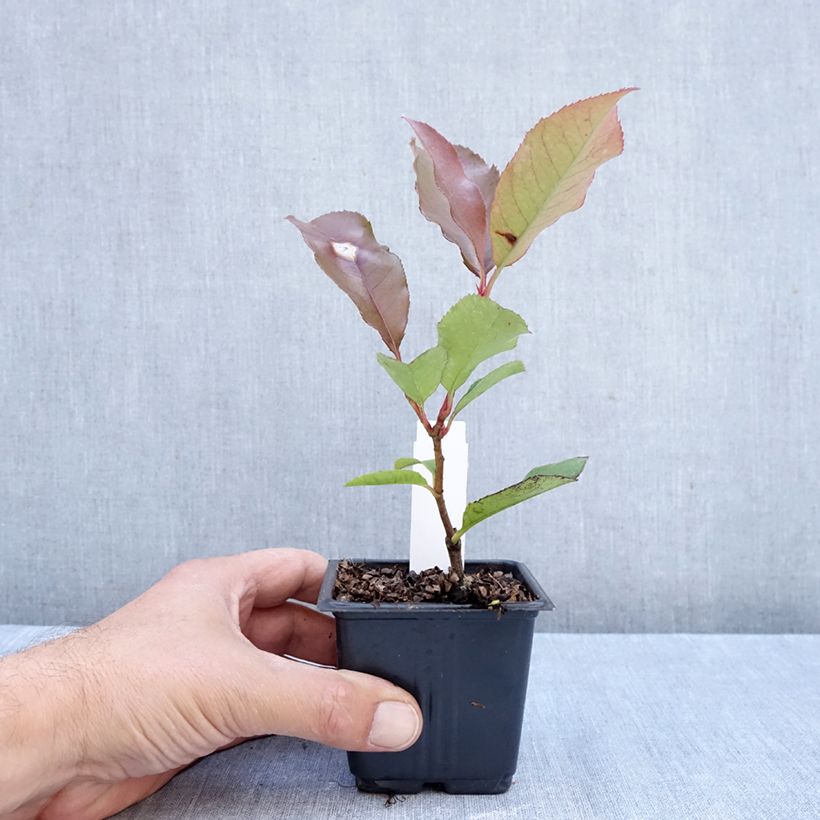 Photinia fraseri Camilvy - Christmas Berry 8/9 cm pot sample as delivered in autumn