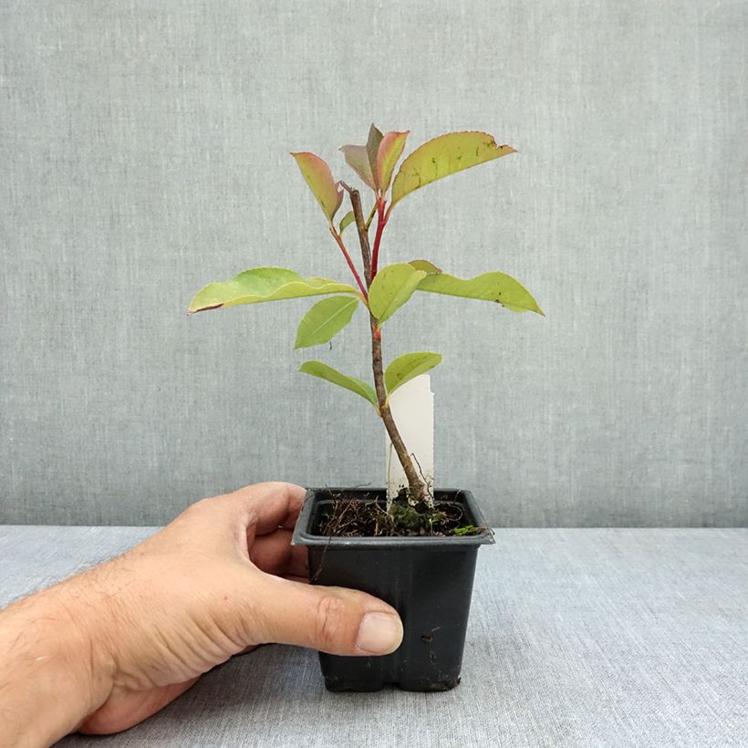 Photinia fraseri Camilvy - Christmas Berry 8/9 cm pot sample as delivered in summer