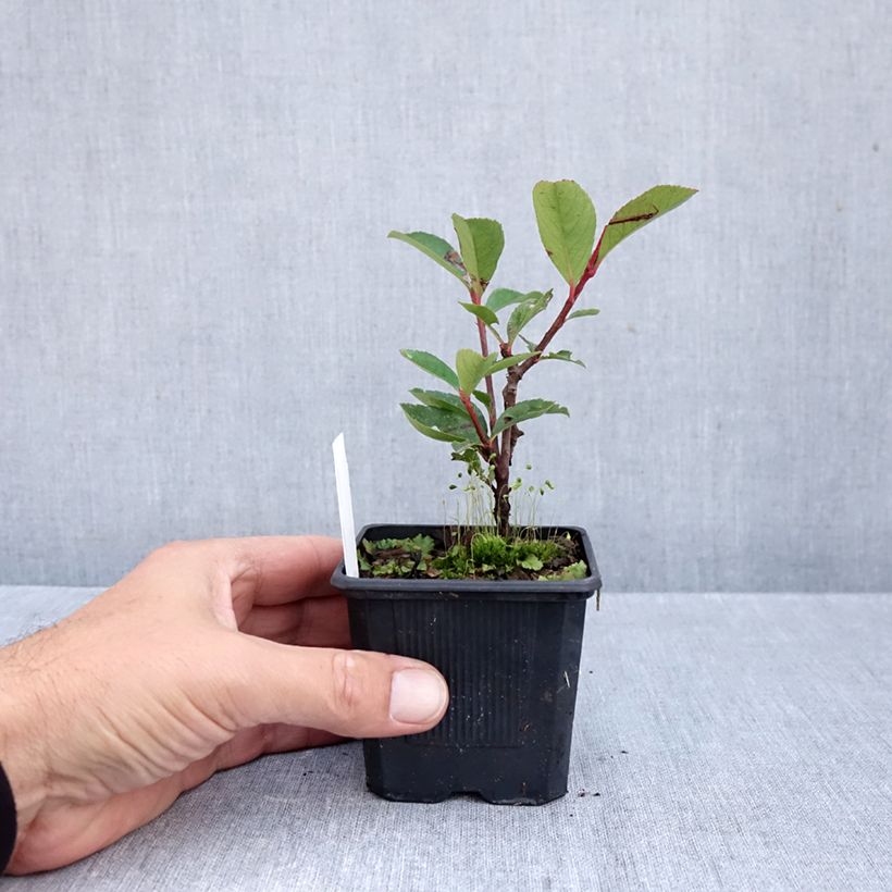 Photinia x fraseri 'Carré Rouge' 8/9 cm pot sample as delivered in autumn