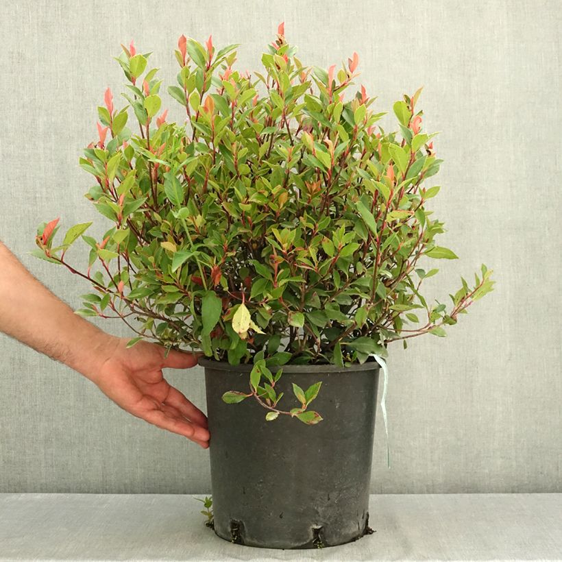 Photinia  fraseri Chico - Christmas Berry 7.5L/10L pot sample as delivered in summer