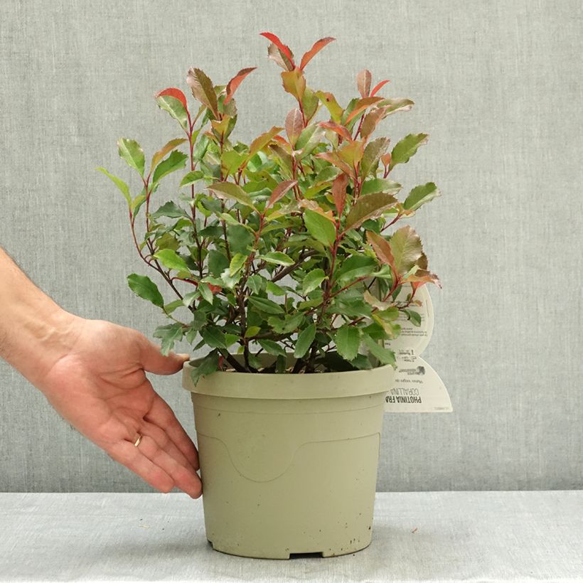 Photinia fraseri Corallina - Christmas Berry 3L/4L pot sample as delivered in summer