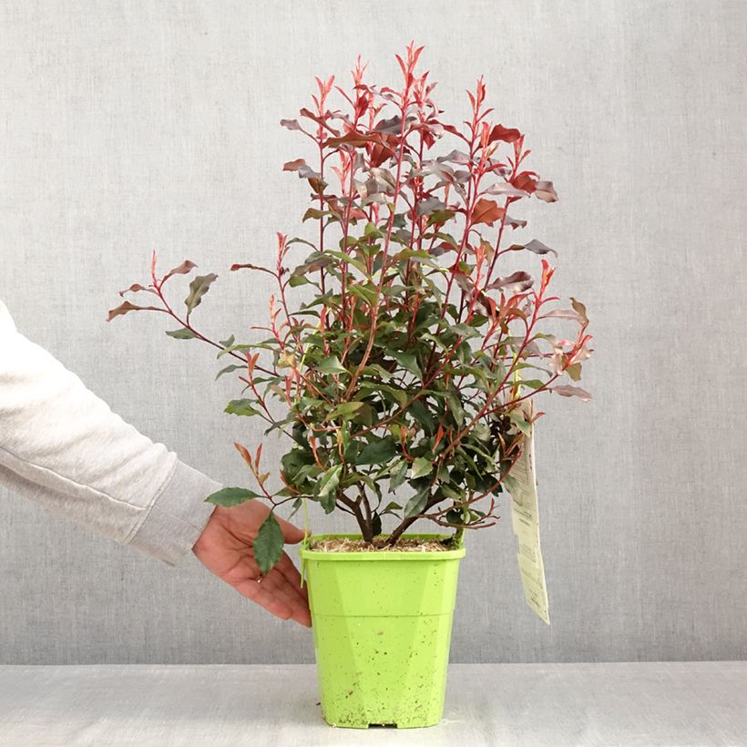 Photinia fraseri Corallina - Christmas Berry 3L/4L pot sample as delivered in winter