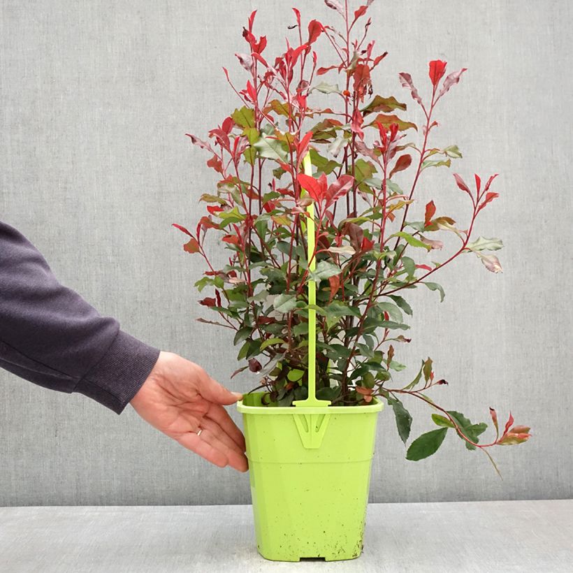 Photinia fraseri Corallina - Christmas Berry 3L/4L pot sample as delivered in spring