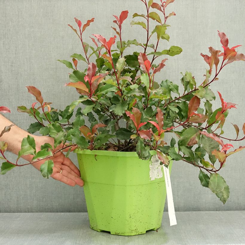 Photinia fraseri Corallina - Christmas Berry 7.5L/10L pot sample as delivered in summer