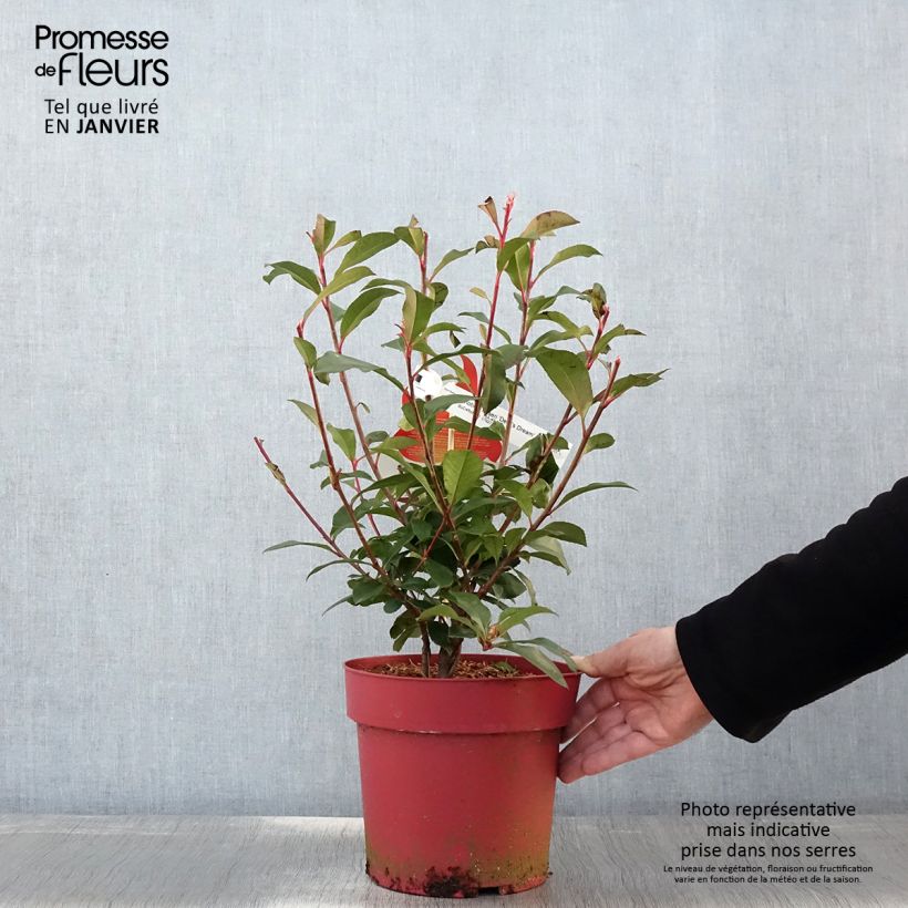 Photinia  fraseri Devils Dream - Christmas Berry 2L/3L pot sample as delivered in winter