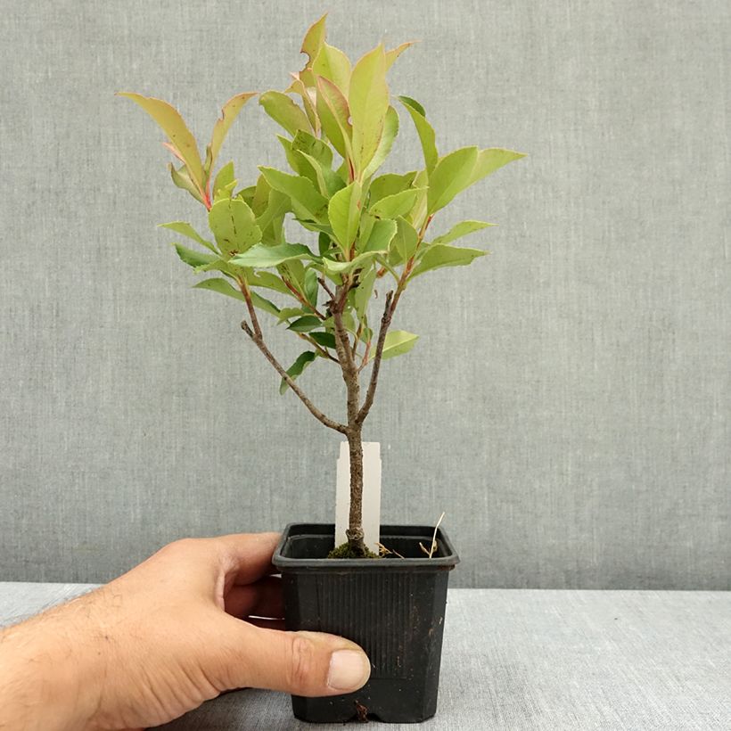 Photinia  fraseri Dynamo Red - Christmas Berry 8/9 cm pot sample as delivered in summer
